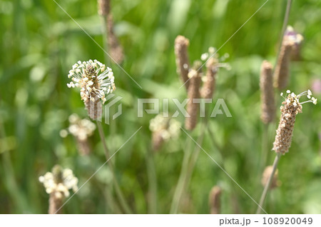 植物：ヘラオオバコ　オオバコ科 108920049