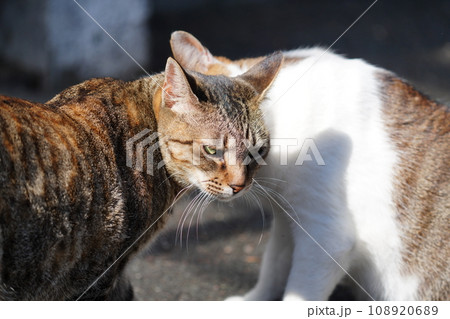 猫の愛情表現 108920689