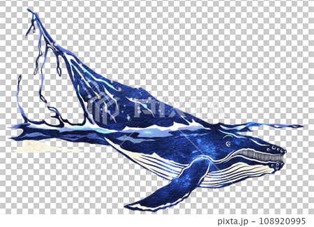 Leisurely whale illustration Leisurely whale illustration 108920995