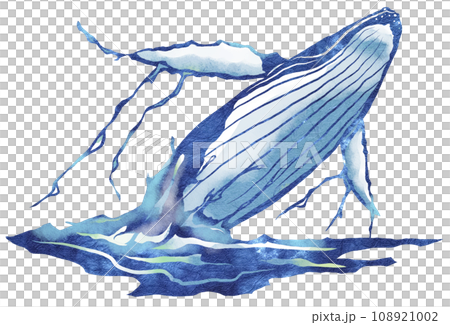 水しぶきを上げジャンプする鯨のイラスト 水しぶきを上げジャンプする鯨のイラスト 108921002