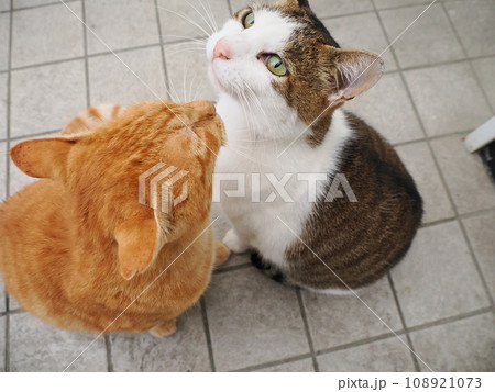 見つめる猫 108921073