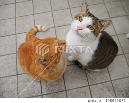 見つめる猫 108921075