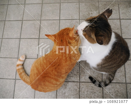 見つめる猫 見つめる猫 108921077