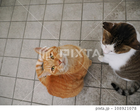 見つめる猫 見つめる猫 108921078