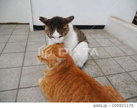 見つめる猫 108921176