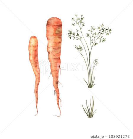 Watercolor hand drawn carrots on a white background, isolate. Use for print design, cards, fabric, menus 108921278