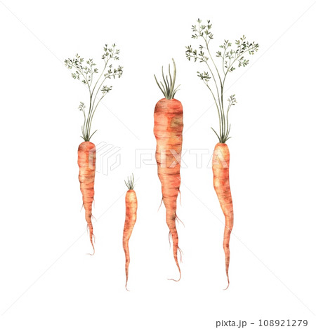 Watercolor hand drawn carrots on a white background, isolate. Use for print design, cards, fabric, menus. Watercolor hand drawn carrots on a white background, isolate. Use for print design, cards, fabric, menus. 108921279