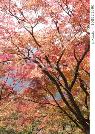 大興善寺の紅葉 大興善寺の紅葉 108921690