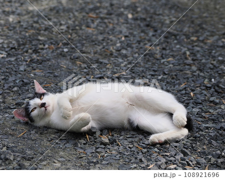 まだ寝返りの下手な可愛い子猫 まだ寝返りの下手な可愛い子猫 108921696