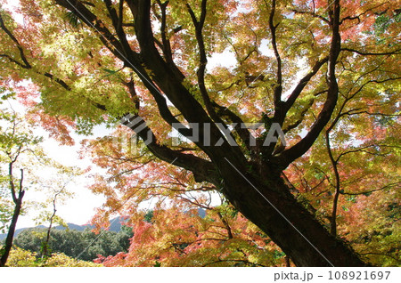 大興善寺の紅葉 108921697