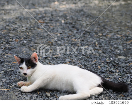 まだ寝返りの下手な可愛い子猫 108921699