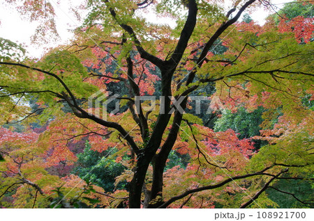 大興善寺の紅葉 大興善寺の紅葉 108921700