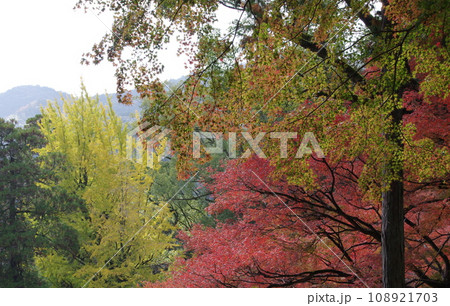 大興善寺の紅葉 大興善寺の紅葉 108921703
