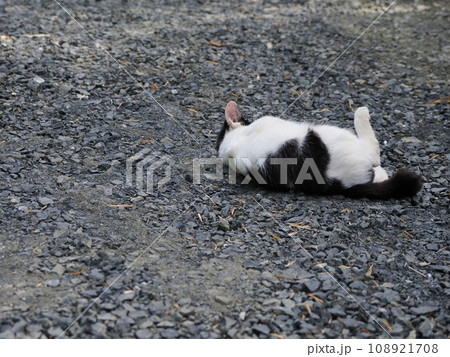 まだ寝返りの下手な可愛い子猫 まだ寝返りの下手な可愛い子猫 108921708