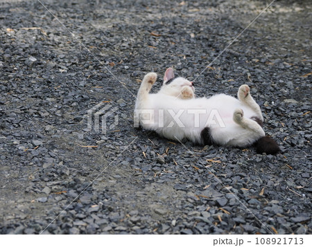 まだ寝返りの下手な可愛い子猫 まだ寝返りの下手な可愛い子猫 108921713