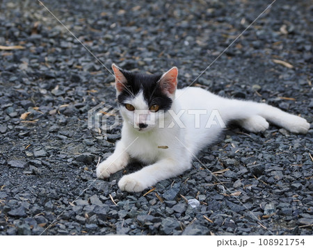 まだ寝返りの下手な可愛い子猫 108921754