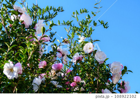 雲一つない青空とさざんかの花 108922102
