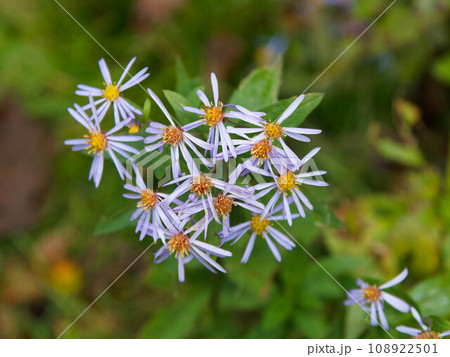登山途中に見かけた菊の花 登山途中に見かけた菊の花 108922501