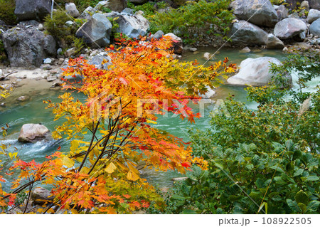 黒部渓谷下ノ廊下の紅葉と渓谷の写真 108922505