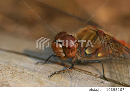 Extreme detailed closeup on the head of the European common darter dragonfly, Sympetrum striolatum, warming up on a piece of wood Extreme detailed closeup on the head of the European common darter dragonfly, Sympetrum striolatum, warming up on a piece of wood 108922874