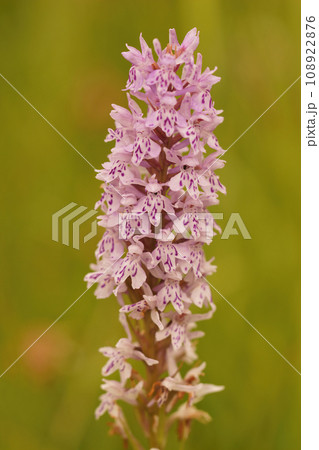 Natural closeup on the common spotted orchid, Dactylorhiza fuchsii in a meadow Natural closeup on the common spotted orchid, Dactylorhiza fuchsii in a meadow 108922876