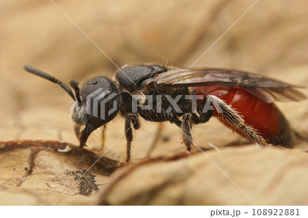 Detailed closeup of a colorful red Dark winged blood bee, Sphecodes gibbus sitting on a dried leaf 108922881