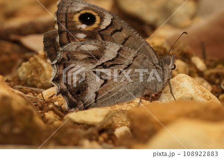 Closeup on a Mediterranean striped Grayling Hipparchia fidia with closed wings sitting on the ground Closeup on a Mediterranean striped Grayling Hipparchia fidia with closed wings sitting on the ground 108922883