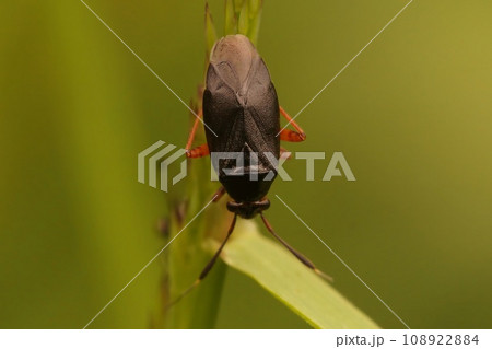 Shallow focus on Capsus ater hemipteran insect on a green leaf with blur background Shallow focus on Capsus ater hemipteran insect on a green leaf with blur background 108922884