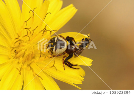 Closeup on the Napoleon spider, Synaema globosum, sitting in a yellow flower eating a msall black solitary bee Closeup on the Napoleon spider, Synaema globosum, sitting in a yellow flower eating a msall black solitary bee 108922894