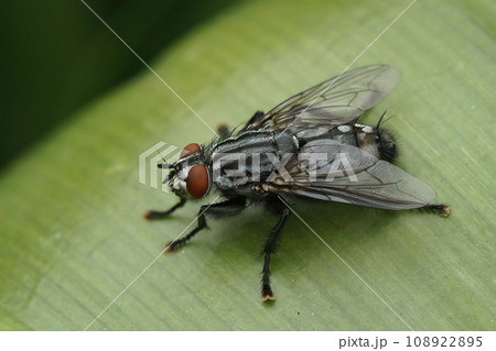 Detailed closeup on a red eyed flesh fly, Sarcophaga species in the garden sitting on a green leaf Detailed closeup on a red eyed flesh fly, Sarcophaga species in the garden sitting on a green leaf 108922895