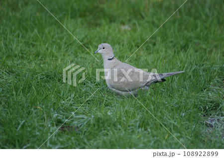 Closeup on an Eurasian collared dove, Streptopelia decaocto sitting on the grass in the garden Closeup on an Eurasian collared dove, Streptopelia decaocto sitting on the grass in the garden 108922899