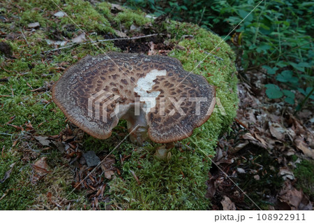 Closeup on the brown pheasant's back mushroom, Polyporus squamosus found in the forest 108922911