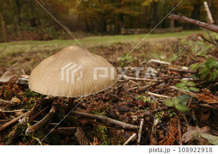 Closeup on a Rosy-gill fairy helmet mushroom, Mycena galericulata, emerging form the forest floor Closeup on a Rosy-gill fairy helmet mushroom, Mycena galericulata, emerging form the forest floor 108922918