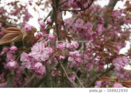 Closeup on the rich pink colored seasonal blossoming Japaneses cherry tree, Prunus serratula, standing in the garden 108922930