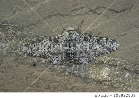 Closeup on the white version of the Peppered moth, Biston betularia Closeup on the white version of the Peppered moth, Biston betularia 108922938