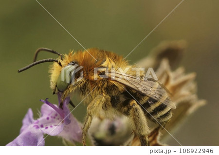 Closeup of a cute small fluffy male solitary Green-eyed Flower Bee, Anthophora bimaculata, sitting on a flower 108922946