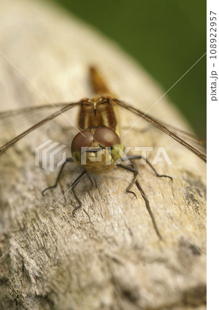 Vertical closeup on the Common darter, Common Darter Vertical closeup on the Common darter, Common Darter 108922957