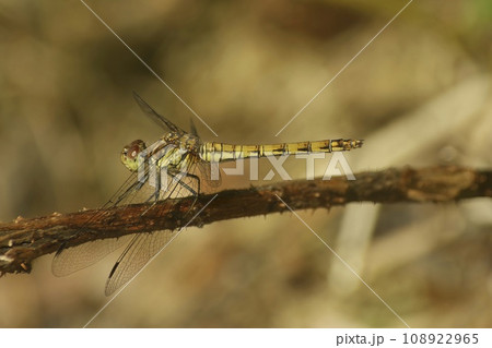 Closeup on a Common European darter dragonfly, Sympetrum striolatum perched on a twig Closeup on a Common European darter dragonfly, Sympetrum striolatum perched on a twig 108922965