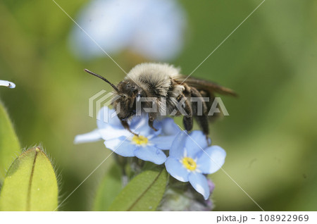 Closeup on a female Grey-backed mining bee, Andrena vaga, sitting on blue forget-me-not flowers Closeup on a female Grey-backed mining bee, Andrena vaga, sitting on blue forget-me-not flowers 108922969