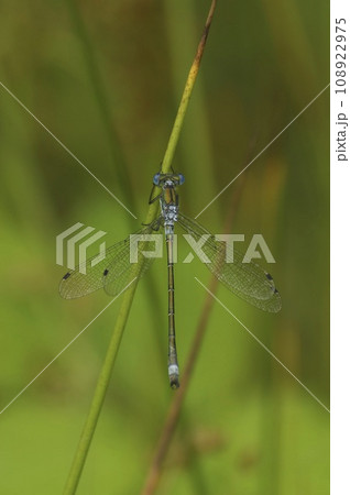 Vertical closeup on the blue Emerald spreadwing damselfly, Lestes dryas , with spread wings against a green background Vertical closeup on the blue Emerald spreadwing damselfly, Lestes dryas , with spread wings against a green background 108922975