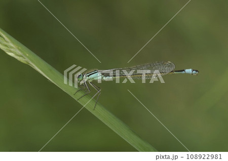 Closeup on a blue-tailed damselfly, Ischnura elegans, perched on a grass straw 108922981