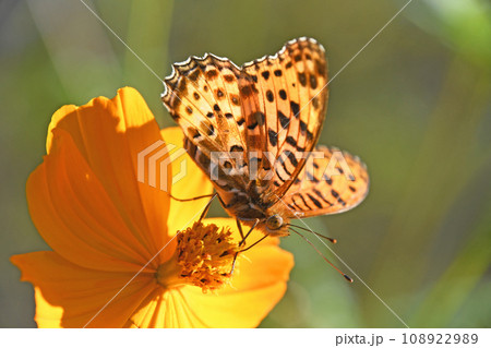キバナコスモスから吸蜜するツマグロヒョウモンの♂ キバナコスモスから吸蜜するツマグロヒョウモンの♂ 108922989
