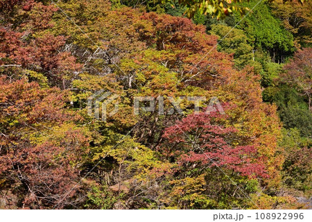 群馬県と埼玉県の県境にある三波石峡 108922996