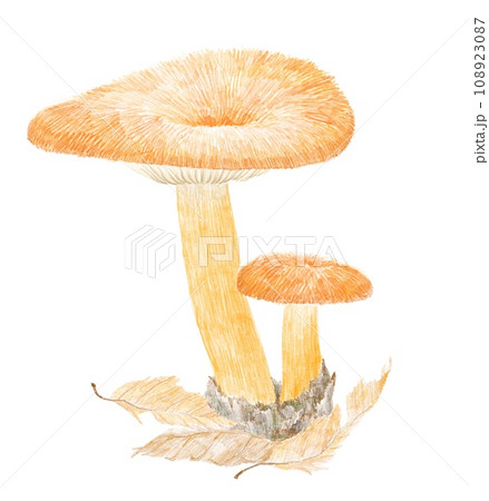 チチタケの色鉛筆画 108923087