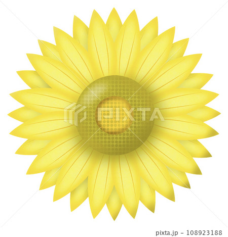 yellow sunflower with the sunflower 108923188