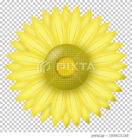 yellow sunflower with the sunflower 108923188
