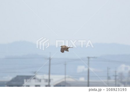 ハイイロチュウヒメス 108923193