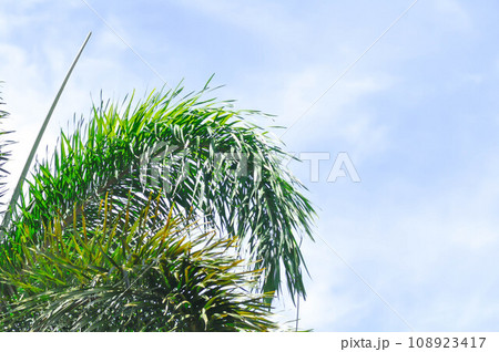 Foxtail Palm, Wodyetia bifurcata or ARECACEAE or PALMAE and sky 108923417