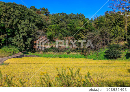奈良県明日香村平田 高松塚古墳壁画館 多機能トイレ前の田んぼ 2023年10月23日 108923498