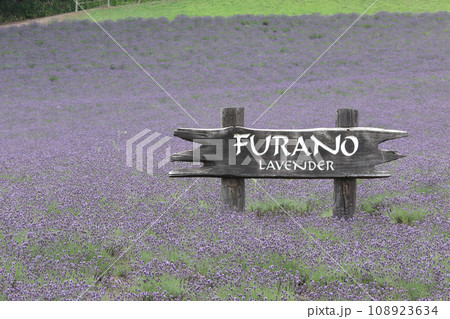 ラベンダー畑 ラベンダー ふらの ラベンダー畑 ラベンダー ふらの 108923634